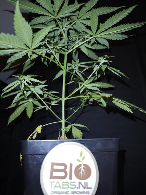 Rainbow Sherbert #11 / Kannabia / Indoor. Week 6