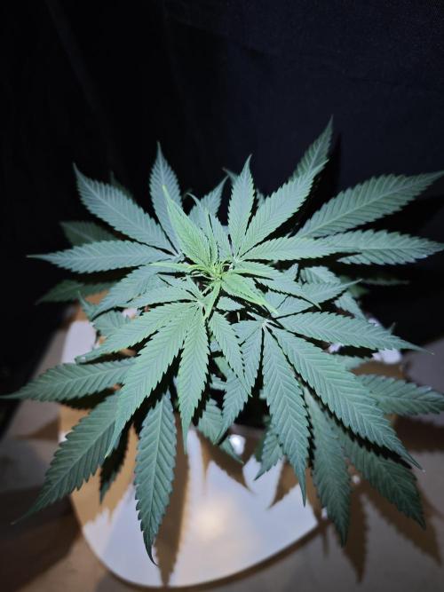 Rainbow Sherbert #11 / Kannabia / Indoor. Week 6