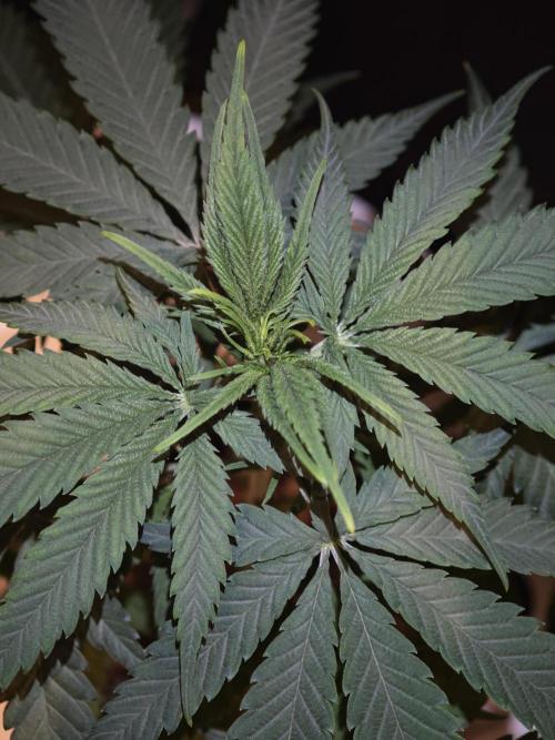 Rainbow Sherbert #11 / Kannabia / Indoor. Week 6