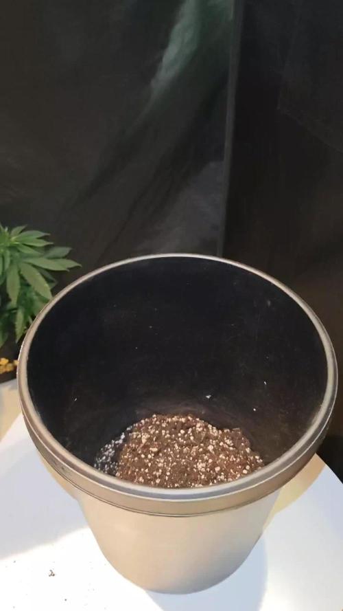 Rainbow Sherbert #11 / Kannabia / Indoor