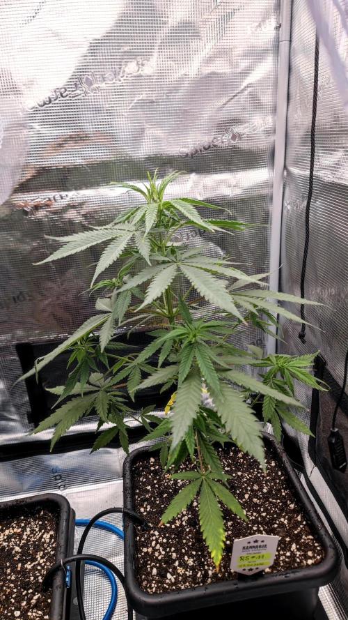 Rainbow Sherbert #11 / Kannabia / Indoor. Week 7