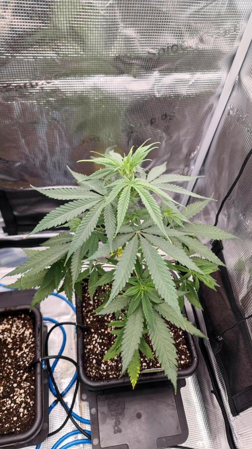 Rainbow Sherbert #11 / Kannabia / Indoor. Week 7