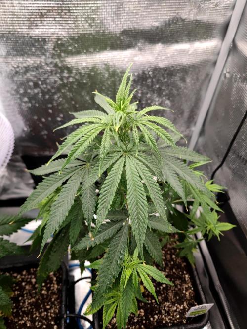 Rainbow Sherbert #11 / Kannabia / Indoor. Week 7