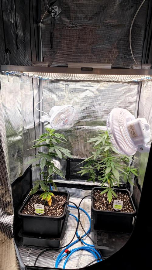 Pink Gelato / Kannabia / Indoor. Week 7