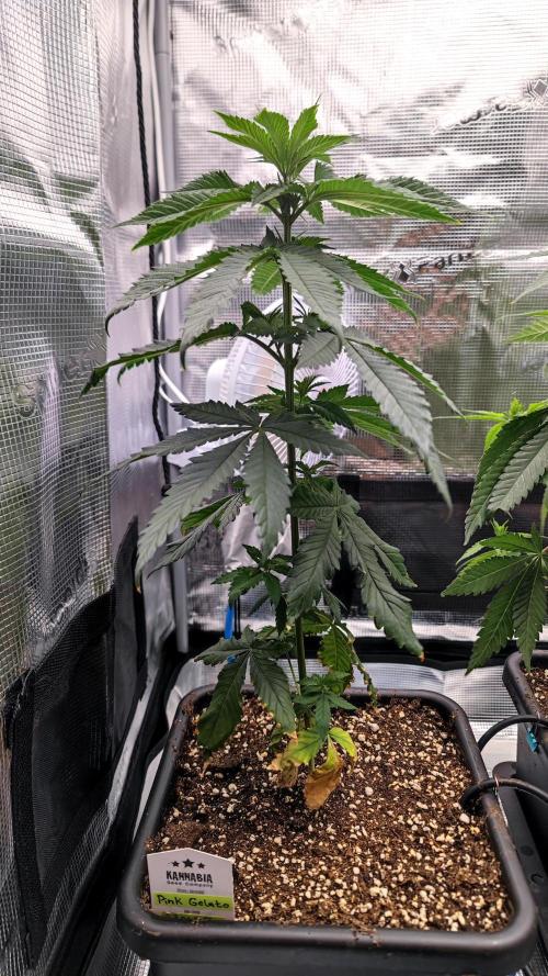 Pink Gelato / Kannabia / Indoor. Week 7