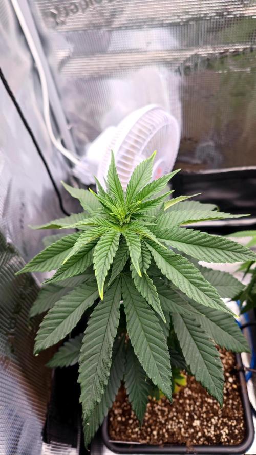 Pink Gelato / Kannabia / Indoor. Week 7