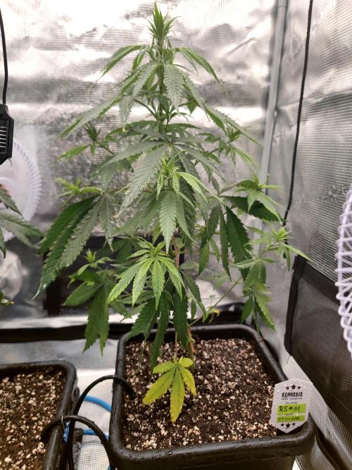 Rainbow Sherbert #11 / Kannabia / Indoor. Week 8