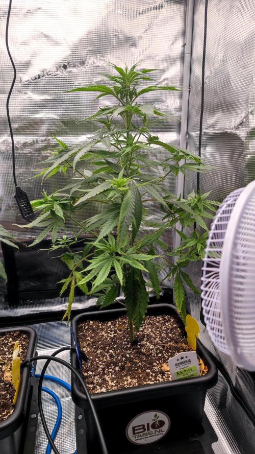 Rainbow Sherbert #11 / Kannabia / Indoor. Week 8