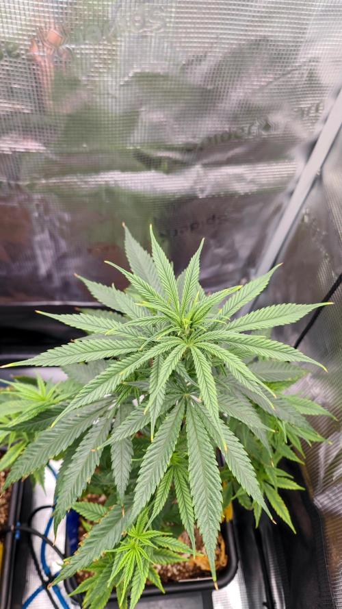 Rainbow Sherbert #11 / Kannabia / Indoor. Week 8