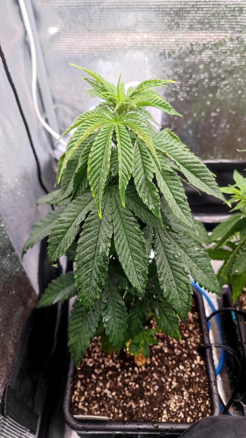 Pink Gelato / Kannabia / Indoor. Week 8