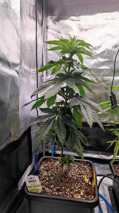 Pink Gelato / Kannabia / Indoor. Week 8