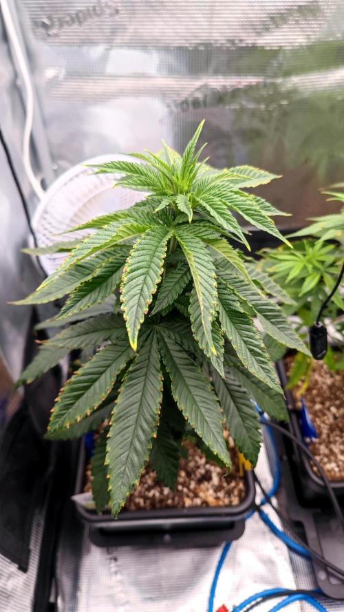 Pink Gelato / Kannabia / Indoor. Week 8
