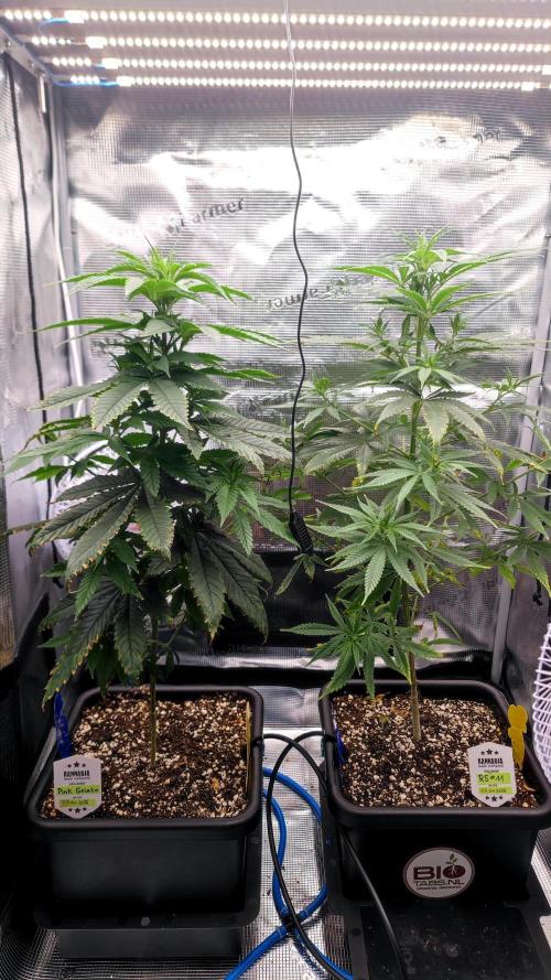 Rainbow Sherbert #11 / Kannabia / Indoor. Week 9
