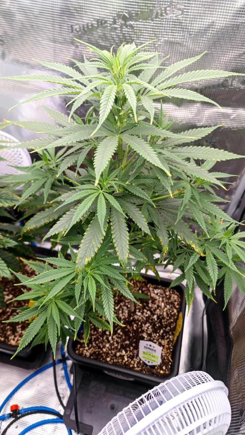 Rainbow Sherbert #11 / Kannabia / Indoor. Week 9