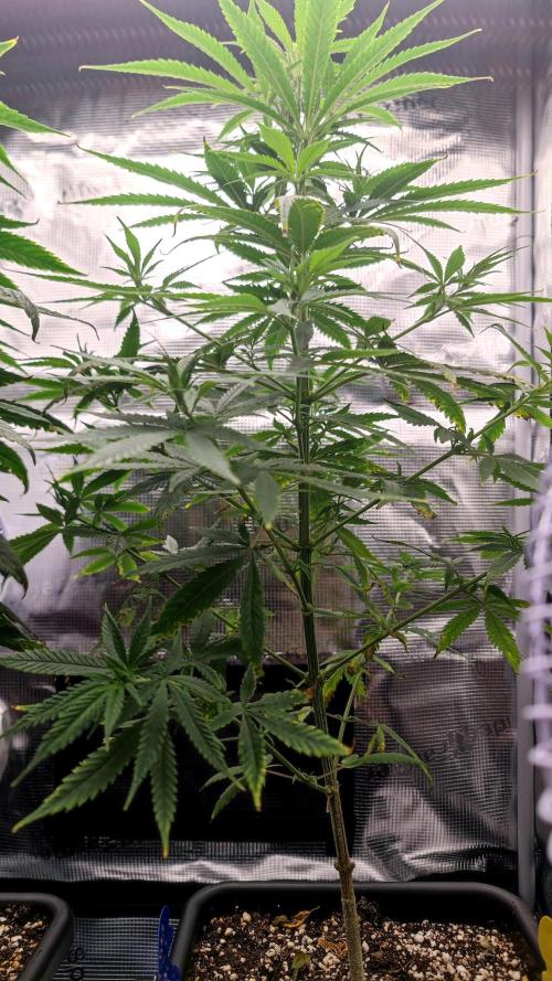 Rainbow Sherbert #11 / Kannabia / Indoor. Week 9