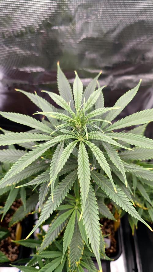 Rainbow Sherbert #11 / Kannabia / Indoor. Week 9