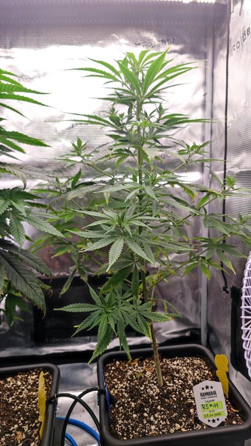 Rainbow Sherbert #11 / Kannabia / Indoor. Week 9