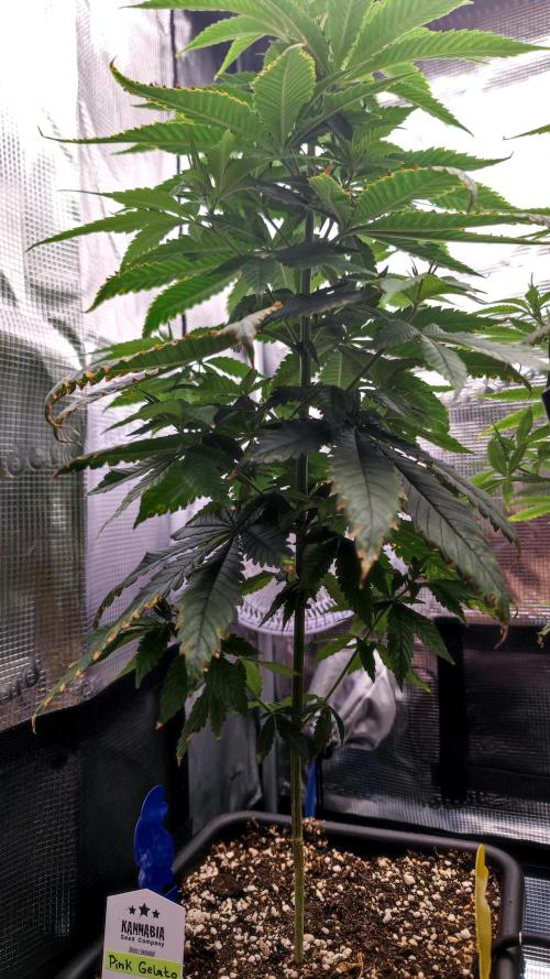 Pink Gelato / Kannabia / Indoor. Week 9