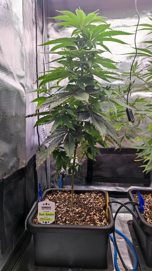 Pink Gelato / Kannabia / Indoor. Week 9