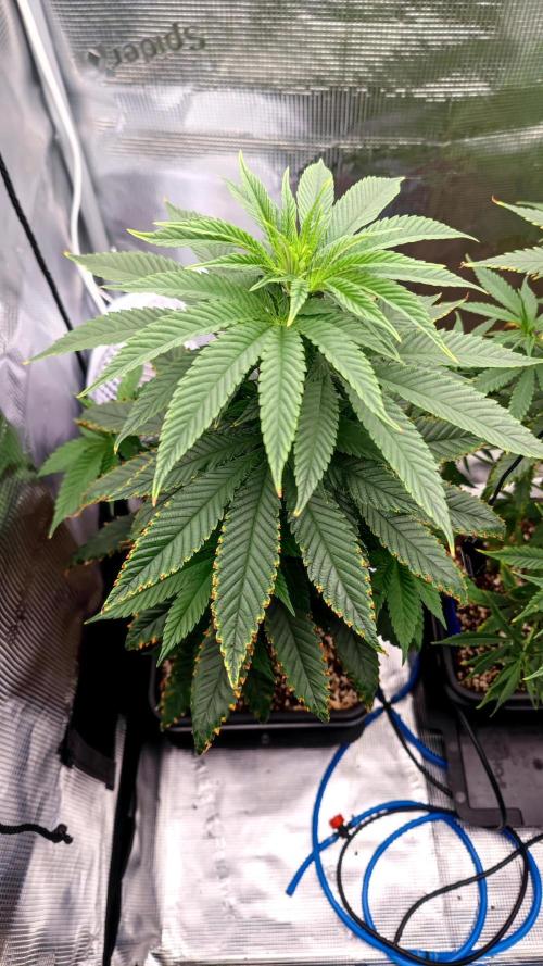 Pink Gelato / Kannabia / Indoor. Week 9