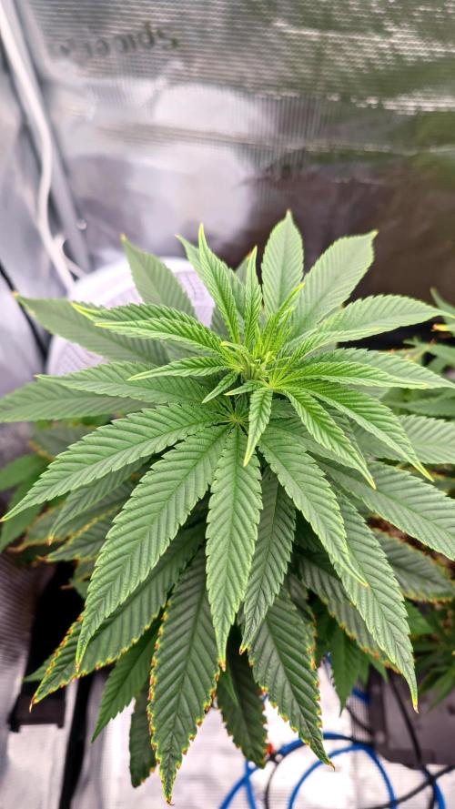 Pink Gelato / Kannabia / Indoor. Week 9