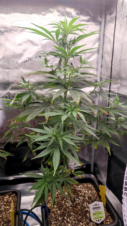 Rainbow Sherbert #11 / Kannabia / Indoor. Week 10