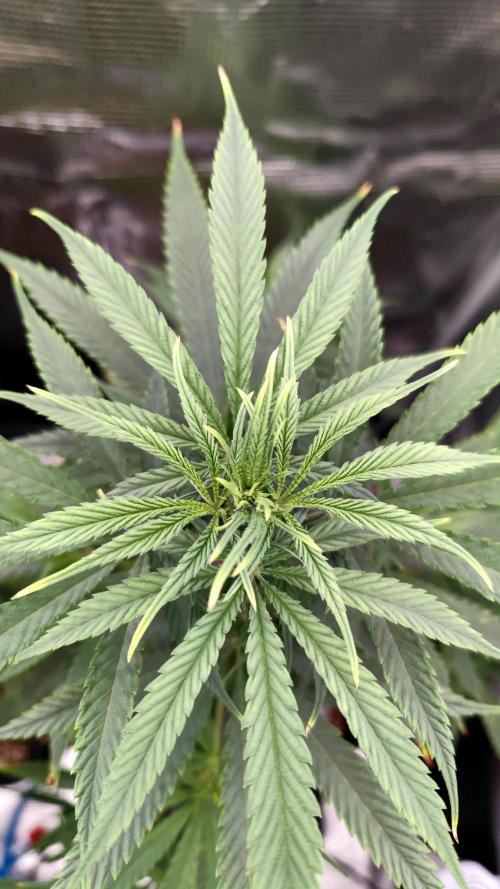 Rainbow Sherbert #11 / Kannabia / Indoor. Week 10