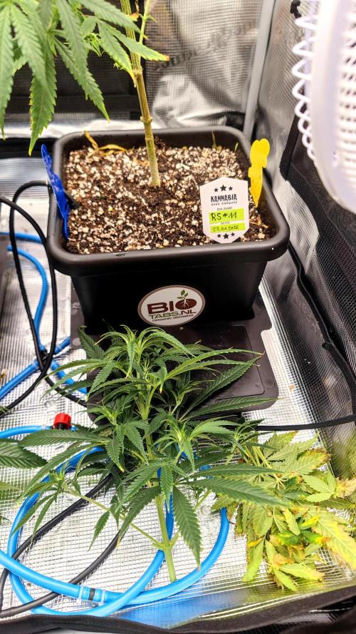 Rainbow Sherbert #11 / Kannabia / Indoor. Week 10