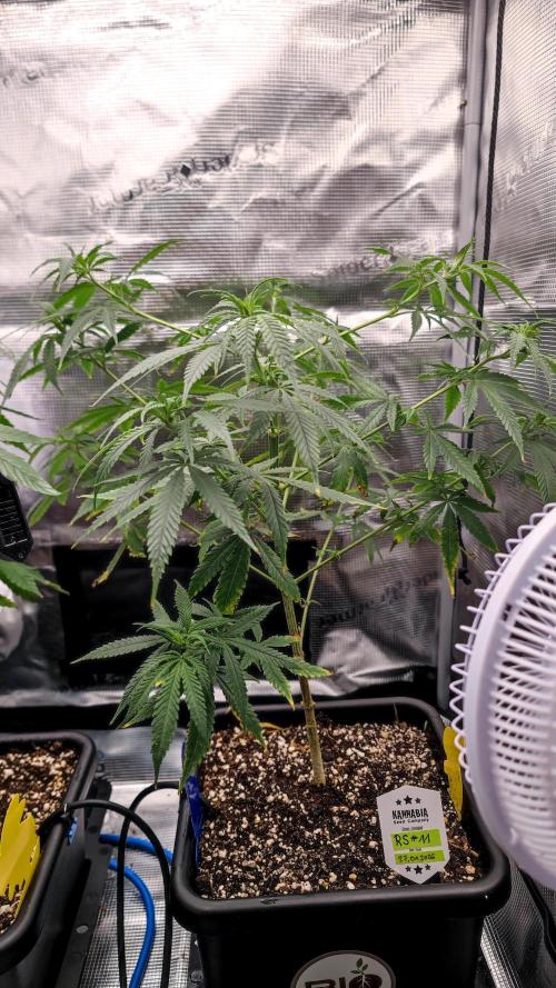 Rainbow Sherbert #11 / Kannabia / Indoor. Week 10