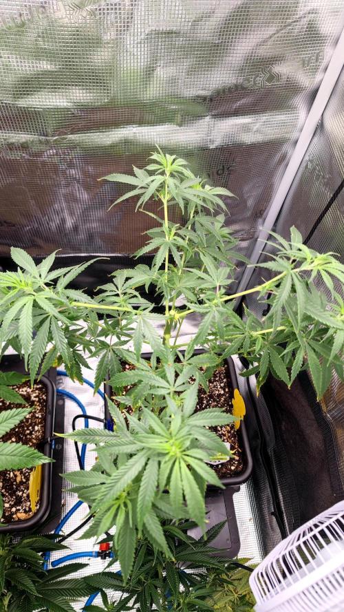 Rainbow Sherbert #11 / Kannabia / Indoor. Week 10