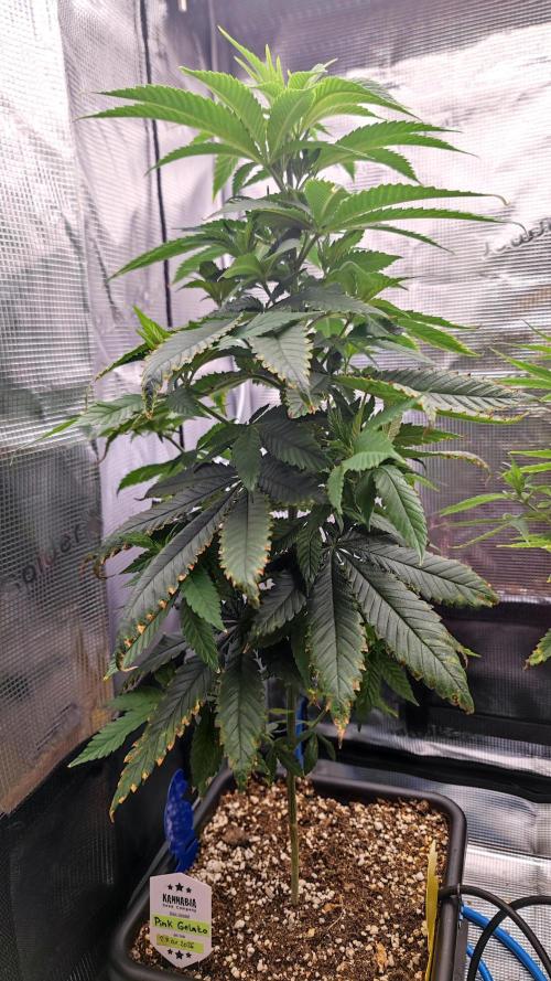 Pink Gelato / Kannabia / Indoor. Week 10