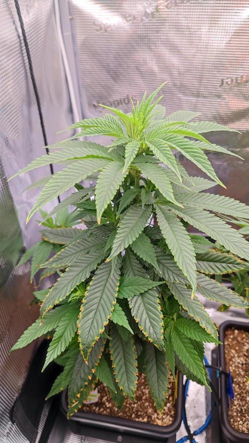 Pink Gelato / Kannabia / Indoor. Week 10