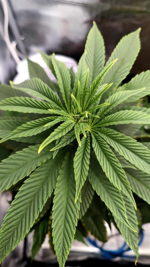 Pink Gelato / Kannabia / Indoor. Week 10
