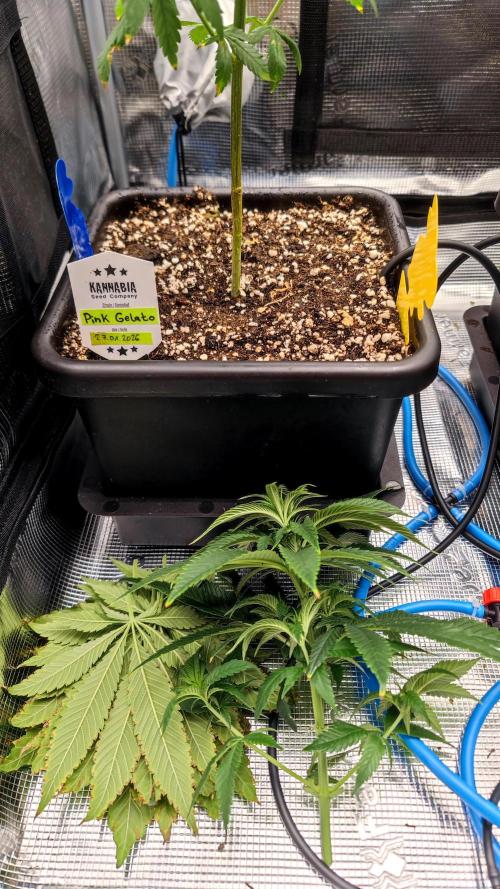 Pink Gelato / Kannabia / Indoor. Week 10