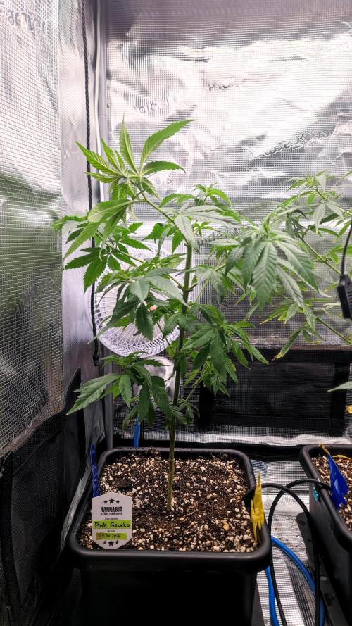 Pink Gelato / Kannabia / Indoor. Week 10