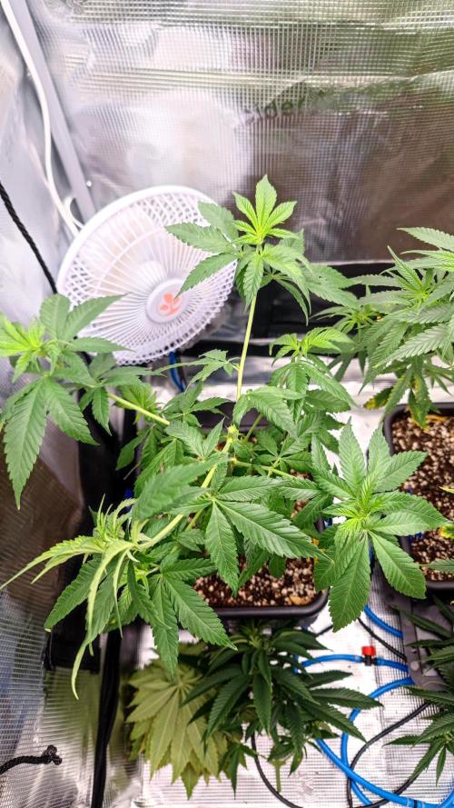 Pink Gelato / Kannabia / Indoor. Week 10