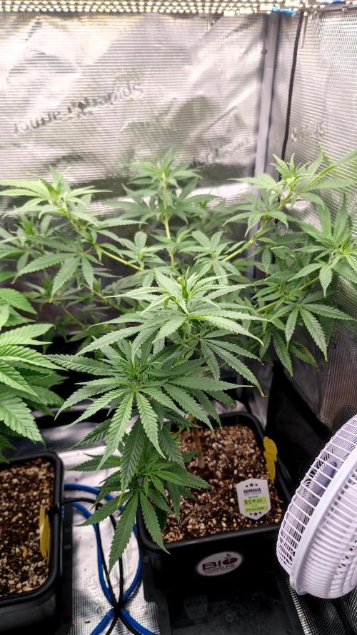 Rainbow Sherbert #11 / Kannabia / Indoor. Week 11