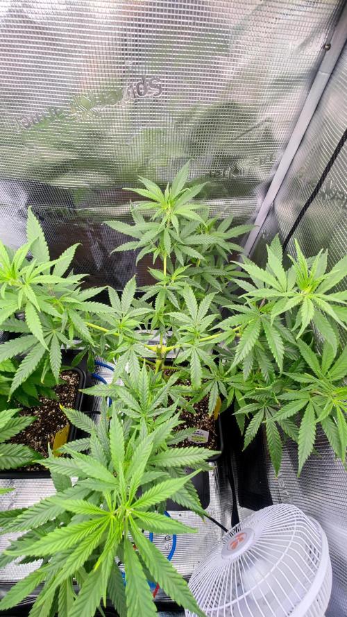 Rainbow Sherbert #11 / Kannabia / Indoor. Week 11