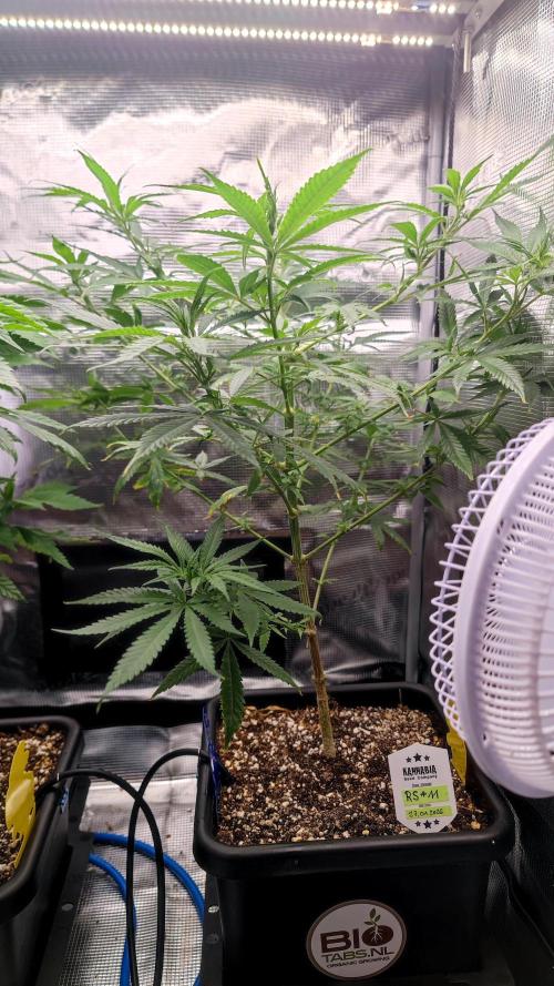 Rainbow Sherbert #11 / Kannabia / Indoor. Week 11