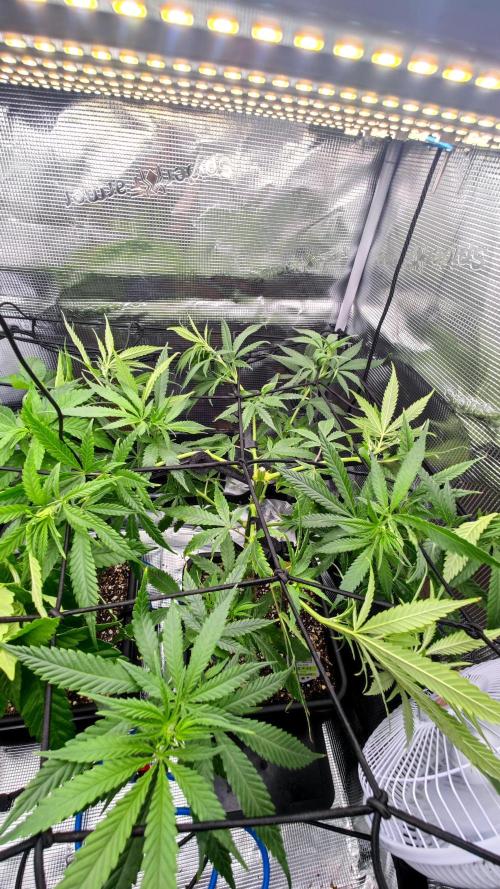 Rainbow Sherbert #11 / Kannabia / Indoor. Week 11