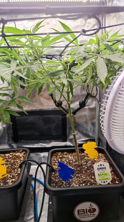 Rainbow Sherbert #11 / Kannabia / Indoor. Week 11