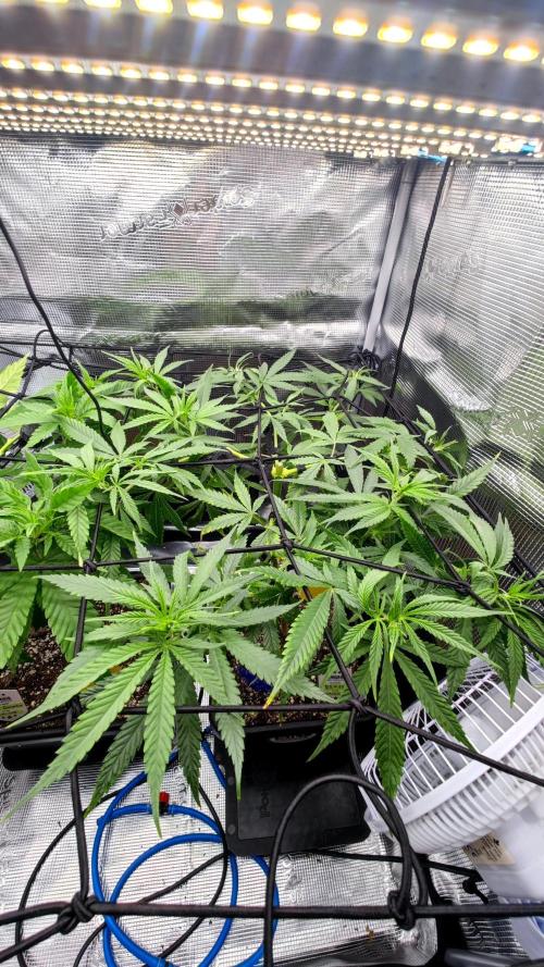 Rainbow Sherbert #11 / Kannabia / Indoor. Week 11