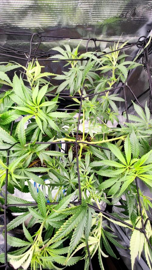 Rainbow Sherbert #11 / Kannabia / Indoor. Week 11