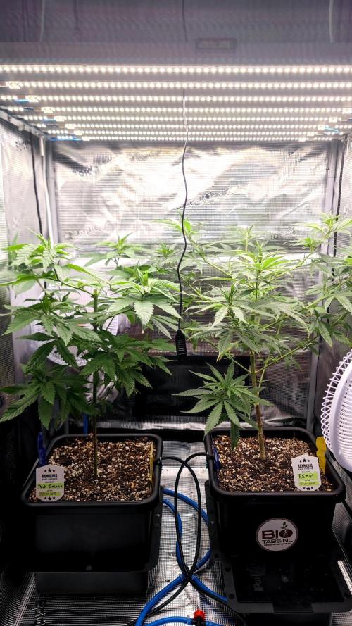 Pink Gelato / Kannabia / Indoor. Week 11