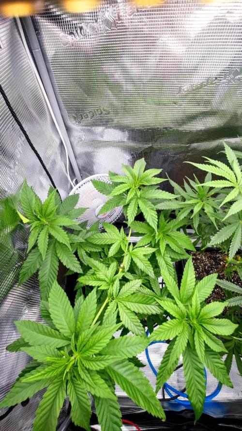 Pink Gelato / Kannabia / Indoor. Week 11