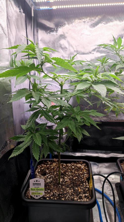 Pink Gelato / Kannabia / Indoor. Week 11