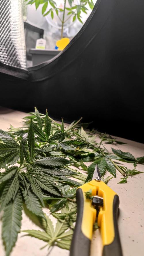 Pink Gelato / Kannabia / Indoor. Week 11