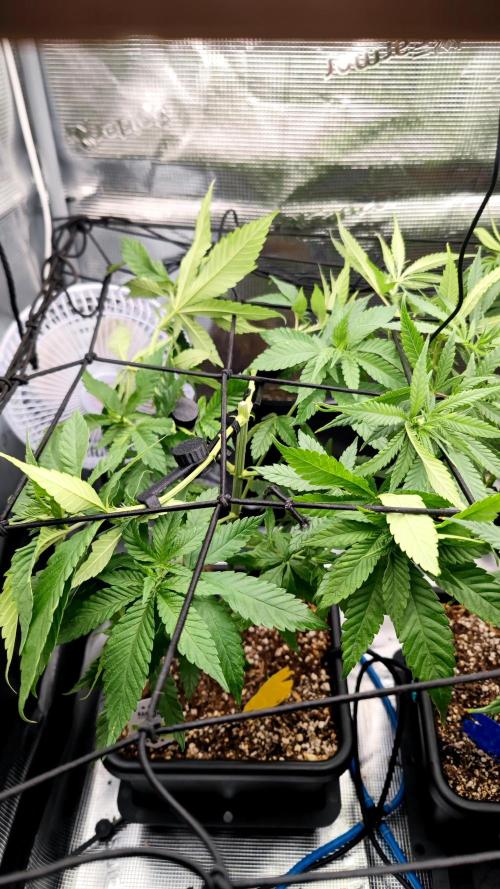 Pink Gelato / Kannabia / Indoor. Week 11