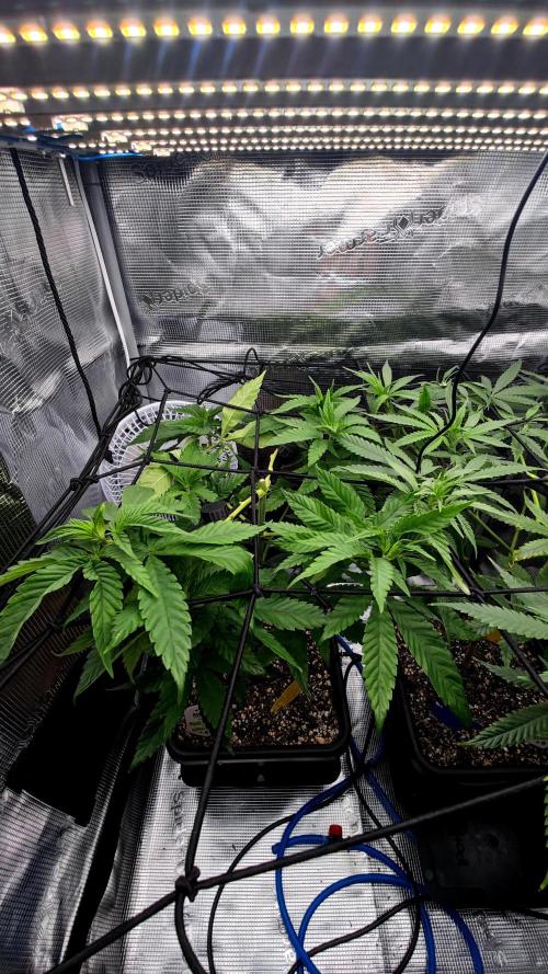 Pink Gelato / Kannabia / Indoor. Week 11