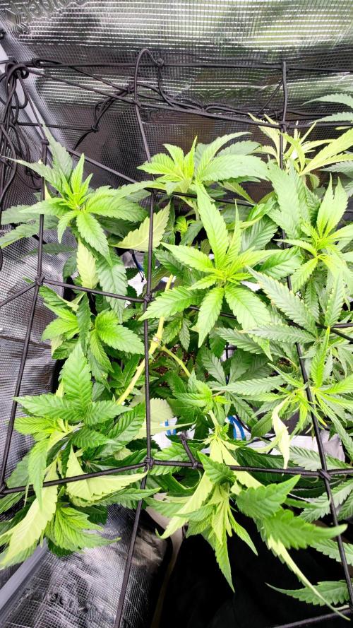 Pink Gelato / Kannabia / Indoor. Week 11